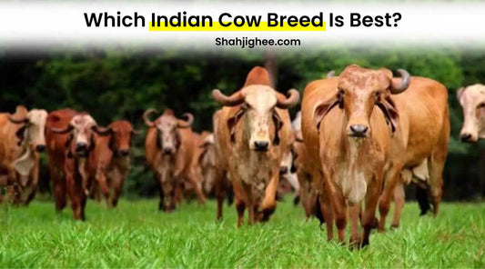 13+ Best Cow Breed In India 2023 [Superior Breeds] Shahji Ghee