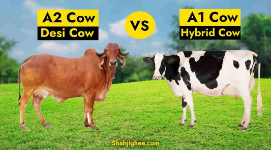 Desi Cow  Vs Hybrid Cow - Which is better? Shahji Ghee