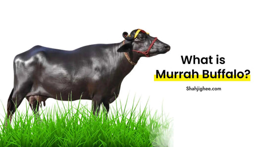 Murrah Buffalo - A Compete Info Shahji Ghee