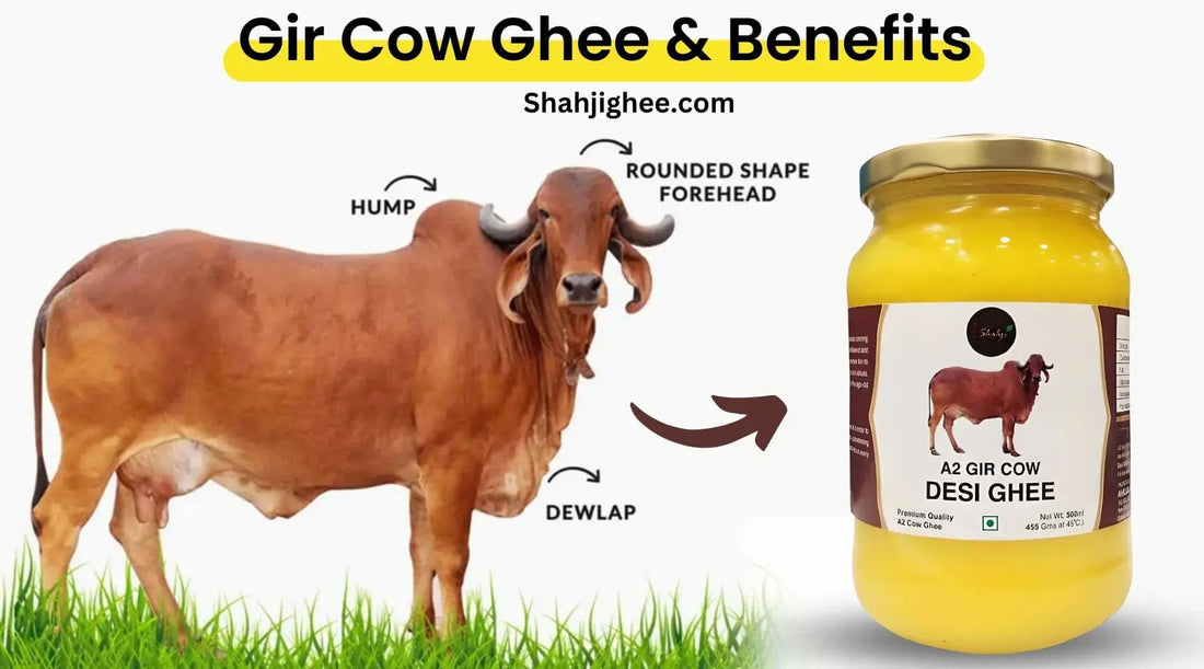 What is Gir Cow Ghee and its benefits? Shahji Ghee