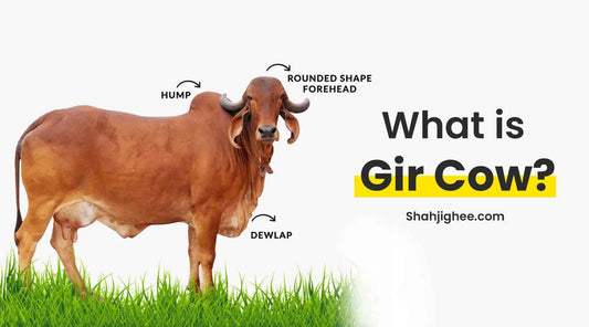 What is Gir Cow and Benefits? - Shahjighee Shahji Ghee