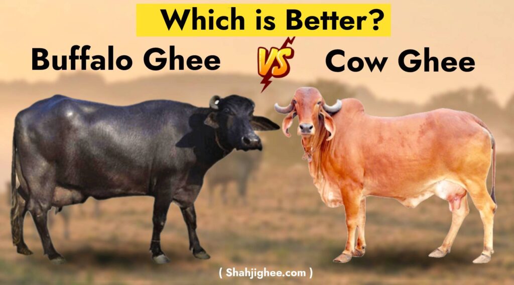 Buffalo Ghee Vs Cow Ghee - Which is Better?