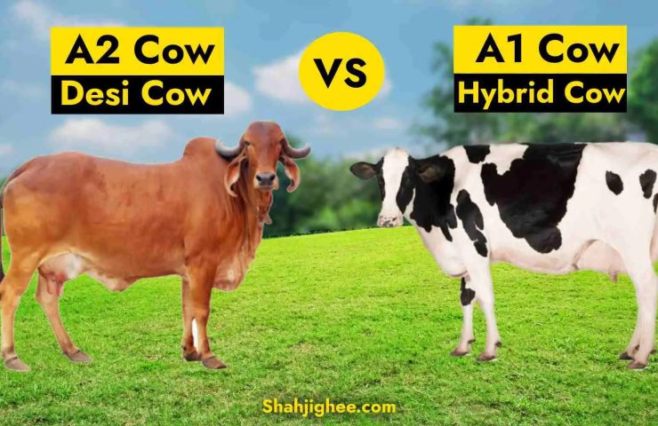 Desi Cow Vs Hybrid Cow - Which is better?