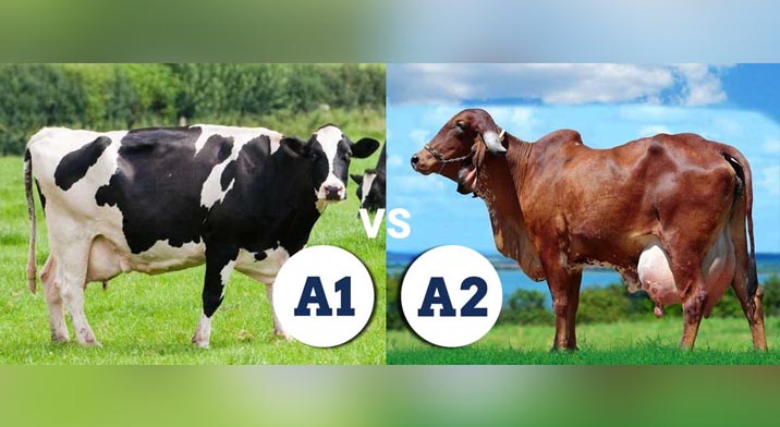 A1 Milk VS A2 Milk : Which is Best for Health? Shahji Ghee