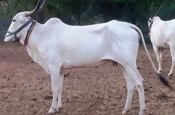 Khillari