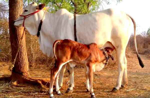 Ongole