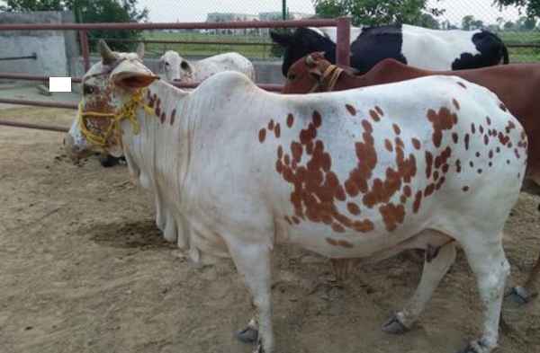 Rathi