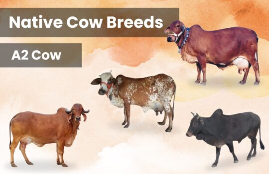 Native Cow Breeds (1)