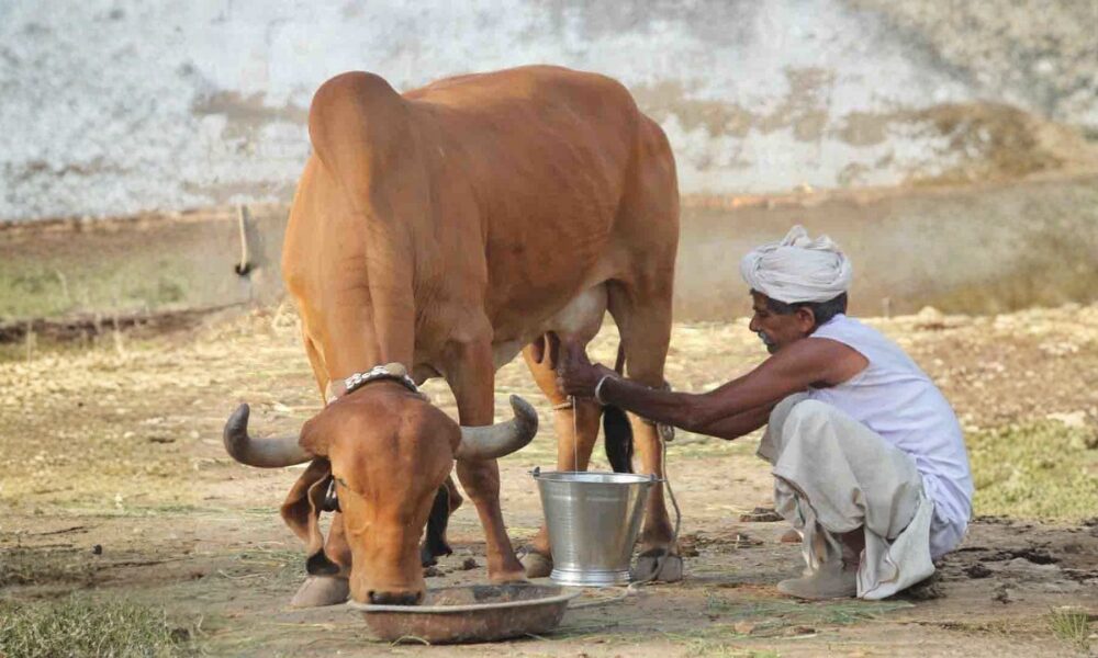 Indian Desi Cow (1000 x 500 px)