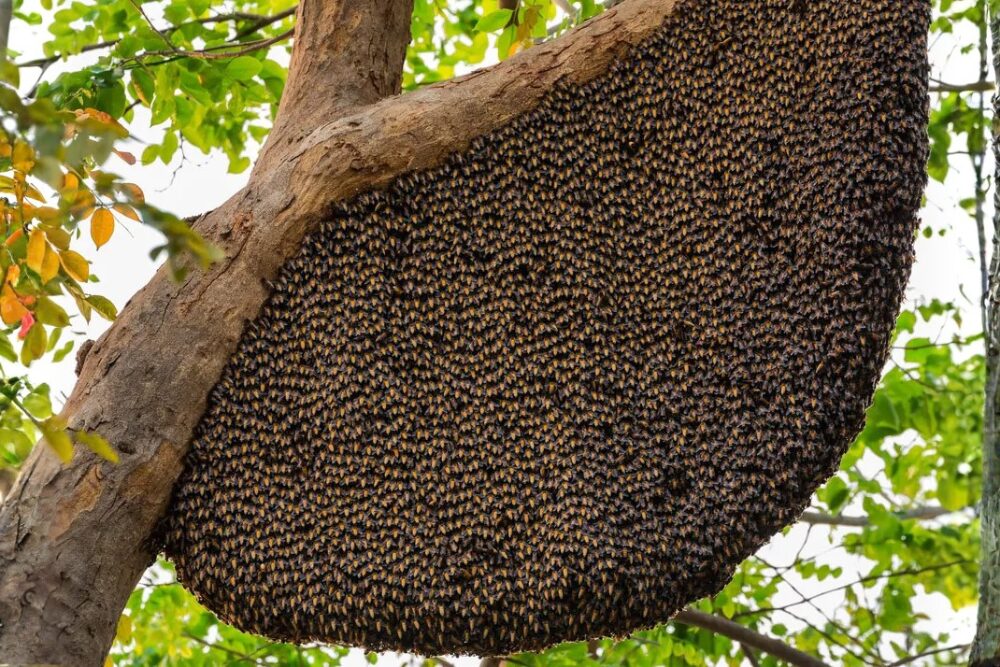 Natural Hive Formation